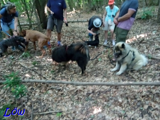 24.6.2025 - Herkules, Kabala, Howard, Hugo und Dwix